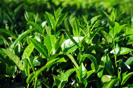茶叶晒青茶叶种植园照片