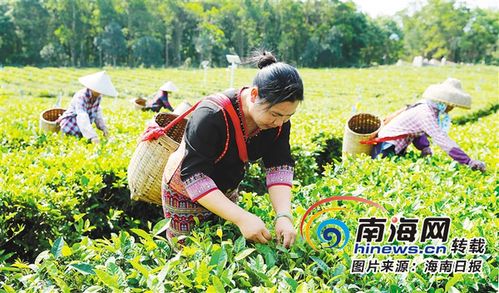 产品保护的公告》中,白沙黎族自治县的海南五里路有机茶叶