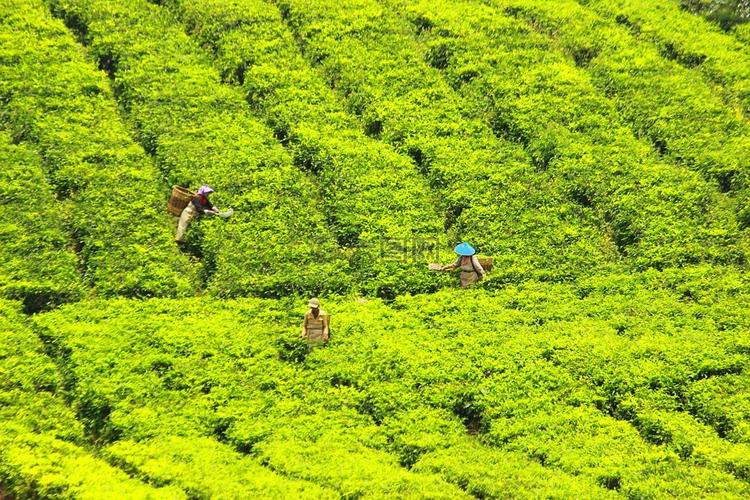 采茶,茶,绿色