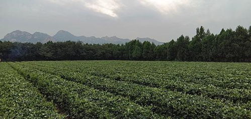 第三届国际孔子茶文化节成功举办