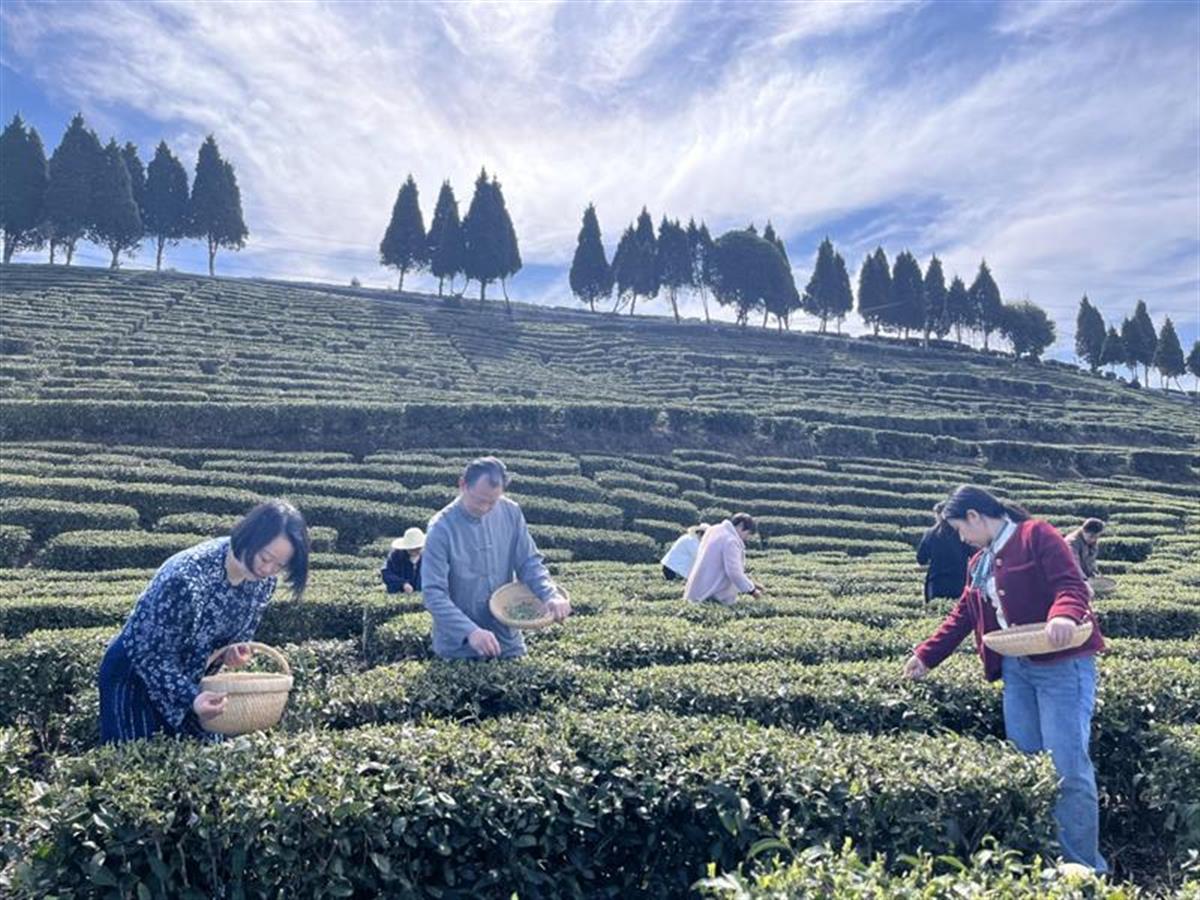 湖北建始马坡茶开采