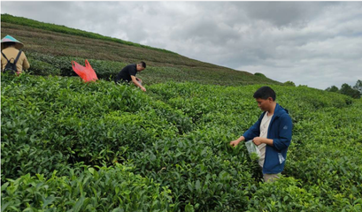 全力保障茶产品质量安全 贵定县开展茶叶专项监督检测