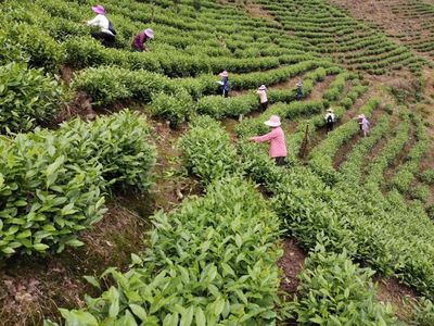 “鄱茗”牌都昌白茶、黄茶同获全国金奖