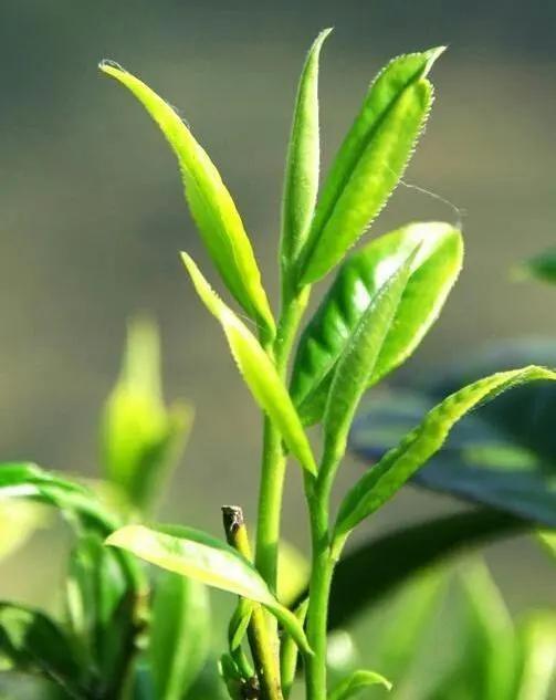 你知道有机茶,清真茶吗 这种茶在哪里呢