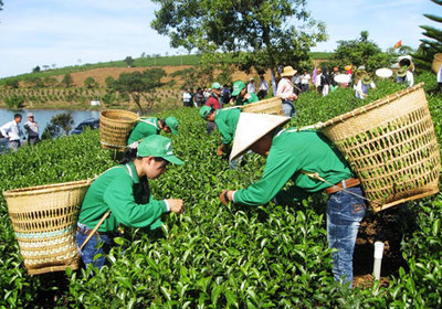 越南成为世界第七大茶叶生产国和世界第五大茶叶出口国