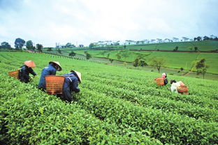 线下买茶难 淘宝百万春茶随你挑