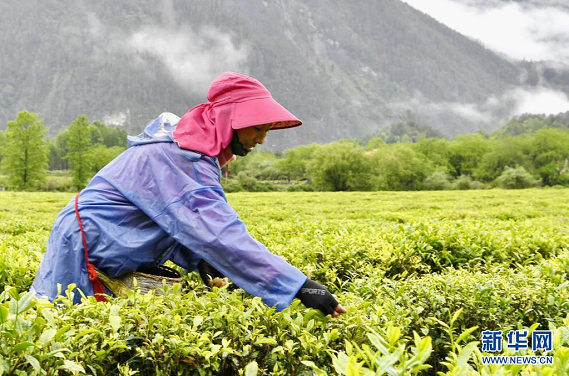 跨越千年的茶叶之旅