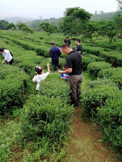 换档升级新厂房,柏塘茶叶哥引领更多农民种茶致富