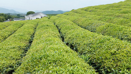 茶园,茶山,茶场,茶叶种植园