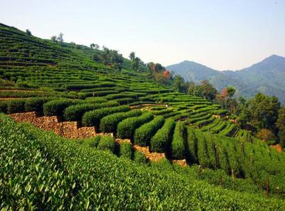 茶叶种植技术:茶园的园地选择以及注意事项