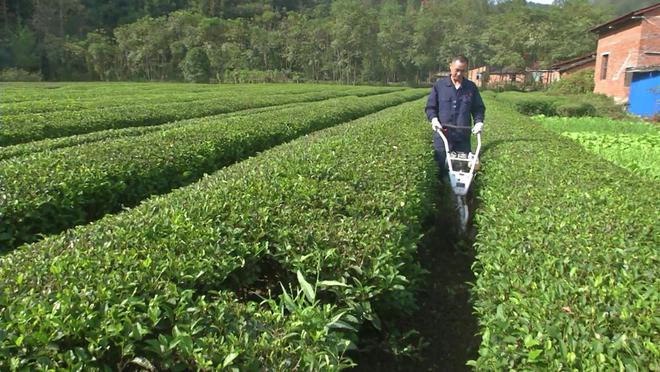 南漳:有机肥替代化肥 让农产品更"绿"|茶园|畜禽|茶叶|种植