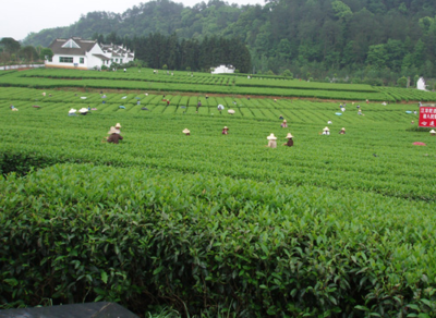 茶叶应如何进行种植?