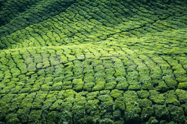 印度喀拉拉邦的茶叶种植园