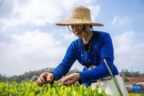 明前茶 の茶摘みに勤しむ茶农家 中国湖南省