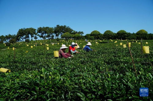 山东诸城 秋茶采摘加工忙