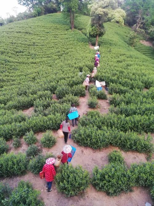 黄山槁坑 山花烂漫溢茶香