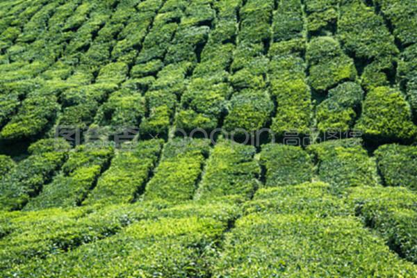 印度喀拉拉邦的茶叶种植园