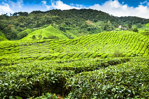 马来西亚卡梅隆高地的茶叶种植园