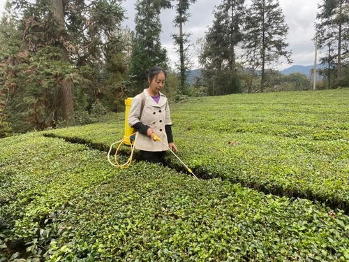 抢抓农时 利川27万余亩茶园完成冬管