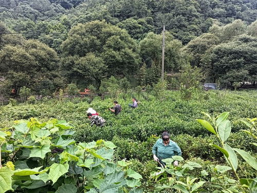 康县阳坝镇 加强夏季茶园管护 助力茶产业高质量发展