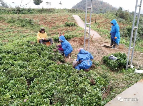 产业结构调整 鹏程管理区大力实施产业结构调整茶叶种植 确保土地增值 农户增收