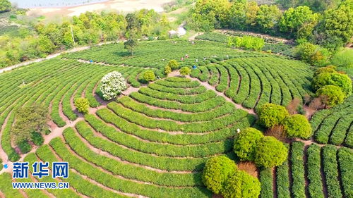 南京高淳 绿色发展谋致富 青山滴翠茶飘香