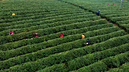 都匀毛尖:黔南茶叶品牌统一销售,推动黔茶走向全国