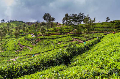 斯里兰卡班达拉努瓦拉埃利亚村附近的茶叶种植园