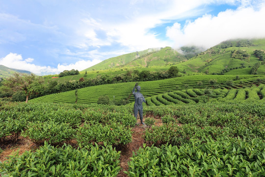 茶叶种植园