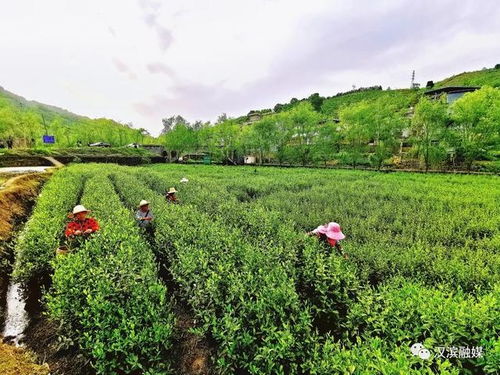 大竹园镇 因茶兴业 不负青山