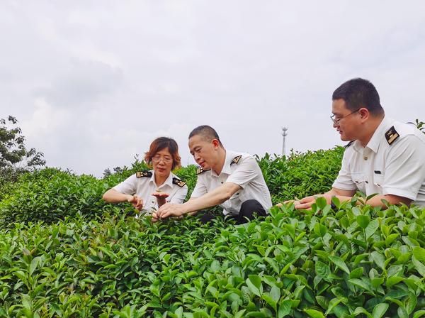 茶香飘世界!1600吨信阳茶叶乘“绿茶专列”发往中亚