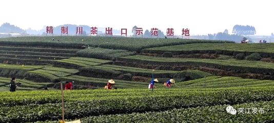 夹江三管村:茶迎八方 香飘万里