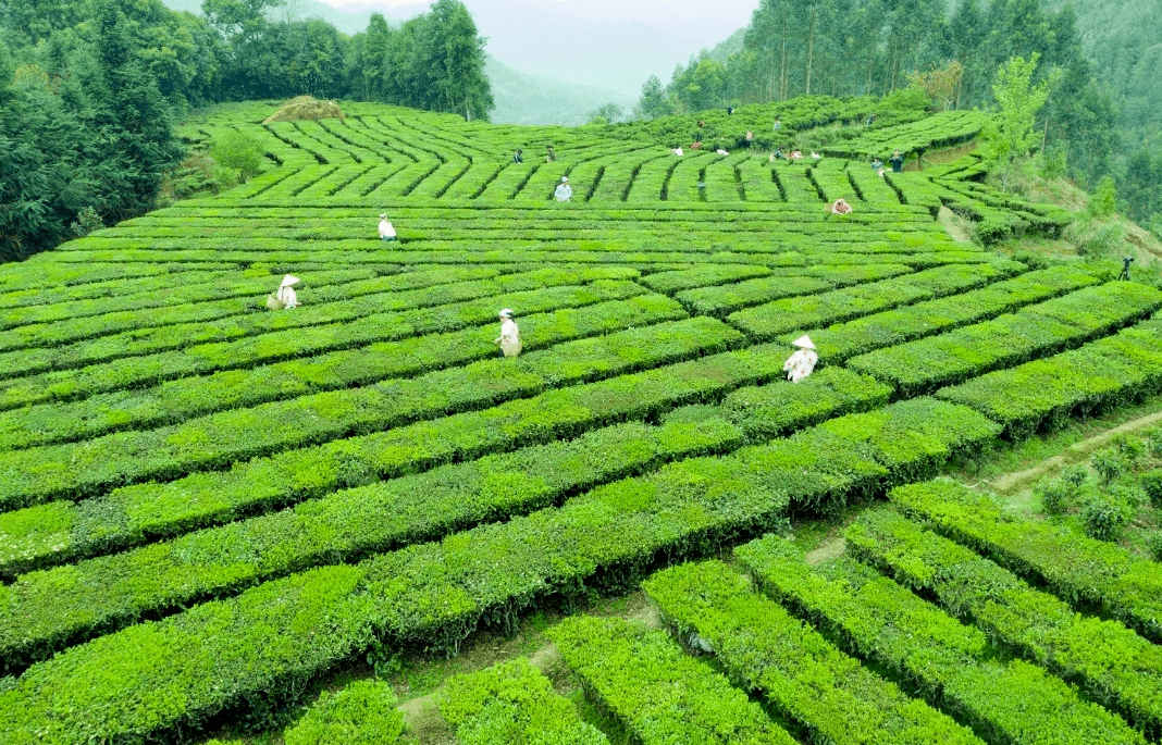 梧州市今年已监管出口六堡茶逾五百万元_企业_茶叶_问题