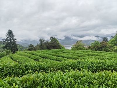 我校在茶树根部微生物调控氮代谢和茶氨酸合成影响茶叶品质研究方面取得重要进展