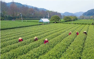 西湖龙井茶开采