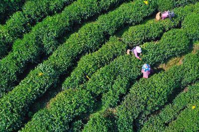 黄山区:以茶为媒促发展 产业兴旺促振兴_中安在线