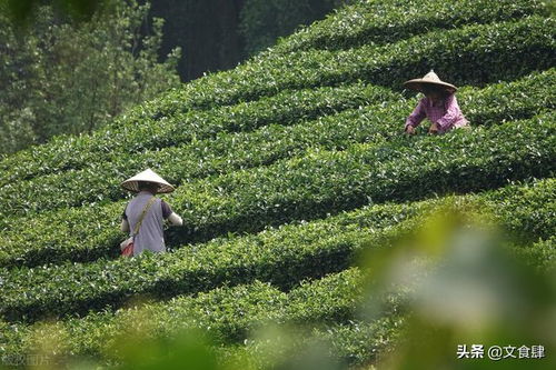 老话说 茶有三喝六不饮 ,哪3喝6不饮 有没有道理